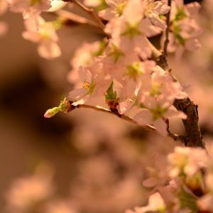 チョコレートクラス 2018年5月