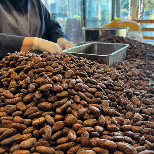 カカオ豆とはどういうもの？チョコレートの原料の産地や品種を紹介